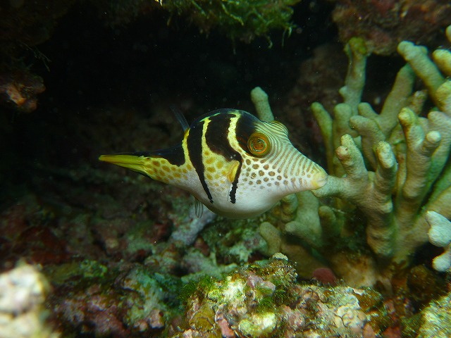 ２０１３　Jun DIVE_d0253453_17271468.jpg