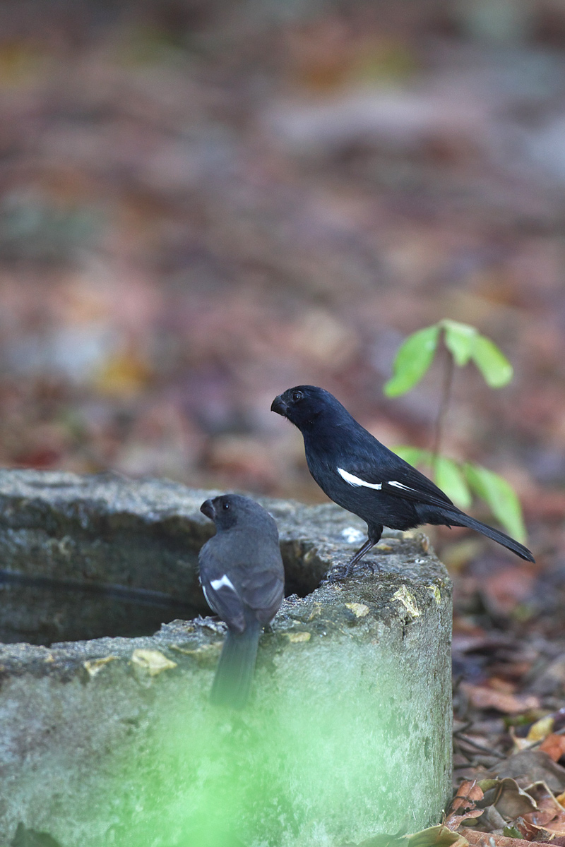 キューバクロウソ（Cuban Bulfinch）固有種_d0013455_949394.jpg