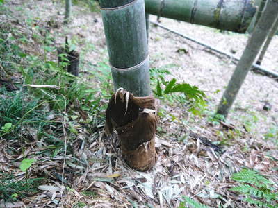 幻の白い「長生たけのこ」 “育つ”を“育てる”へ そこで見た匠の技_a0254656_15275728.jpg