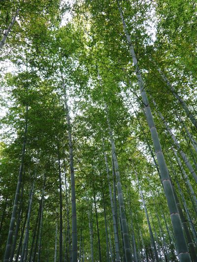幻の白い「長生たけのこ」 “育つ”を“育てる”へ そこで見た匠の技_a0254656_1548569.jpg