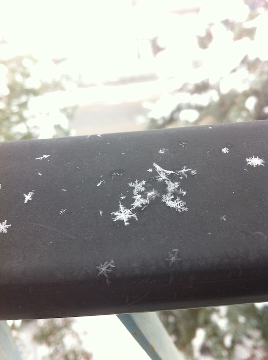 雪の華_d0069964_540461.jpg