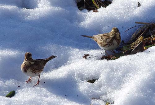 雪と小鳥_e0167571_22534286.jpg