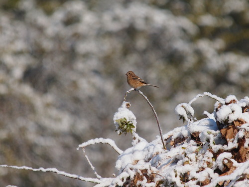 雪が降った翌日の鳥見_e0305074_22352455.jpg