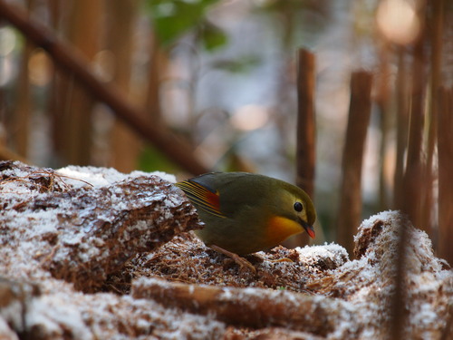 雪が降った翌日の鳥見_e0305074_22374317.jpg