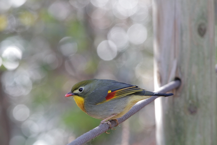 鳥見　八王子小宮公園_f0115475_2148469.jpg