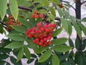 f0200477_373867.jpg