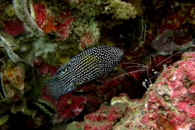 こんな魚影は初めてっ!!_f0144385_5151459.jpg