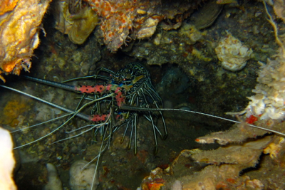 こんな魚影は初めてっ!!_f0144385_5184815.jpg