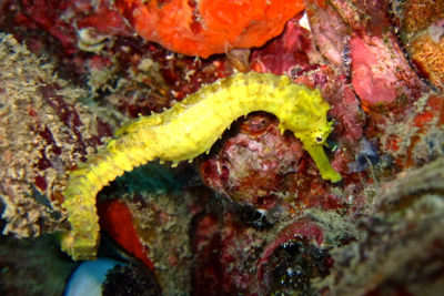 こんな魚影は初めてっ!!_f0144385_525660.jpg