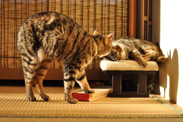 猫たるもの_a0126590_11222023.jpg