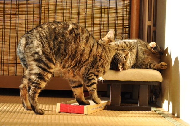 猫たるもの_a0126590_11242156.jpg