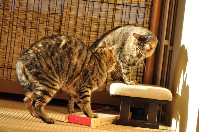 猫たるもの_a0126590_11254952.jpg