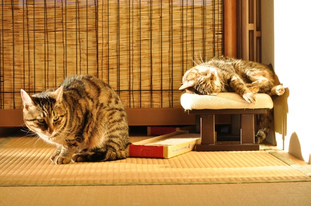 猫たるもの_a0126590_11371227.jpg
