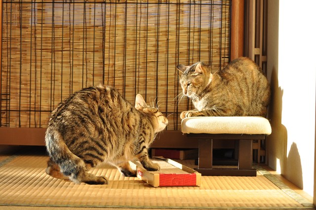 猫たるもの②_a0126590_22512388.jpg