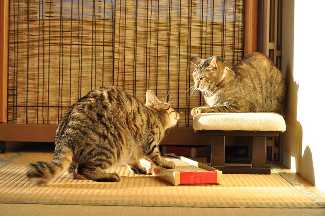 猫たるもの②_a0126590_22523958.jpg