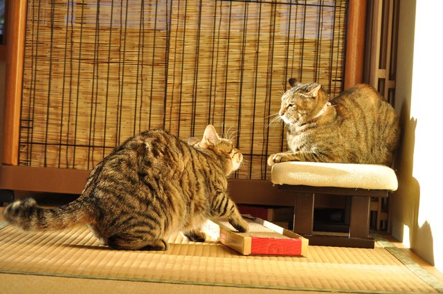 猫たるもの②_a0126590_22534477.jpg