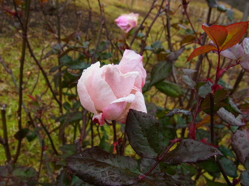 a0214490_17311238.jpg