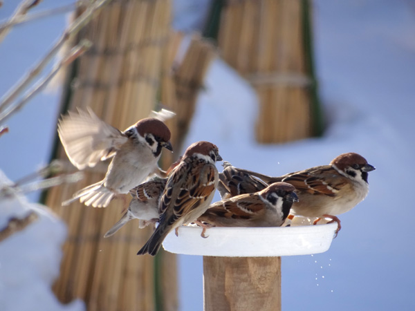 この頃の雀ちゃん、餌台を高くすること・・_a0136293_15515523.jpg