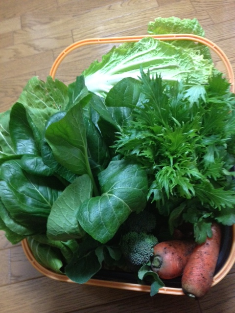 菜っ葉_f0204295_1959313.jpg