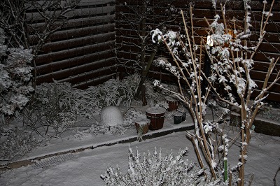 庭は雪景色♪　雪が似合うニゲル　_a0123003_19104230.jpg