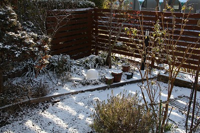 庭は雪景色♪　雪が似合うニゲル　_a0123003_19253643.jpg