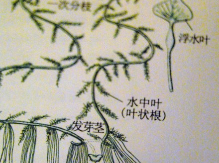 衝突する文字たち ことばかり置場 衝突する文字たち ことばかり置場