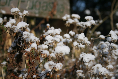 Snow　Garden!_a0139007_9175923.jpg