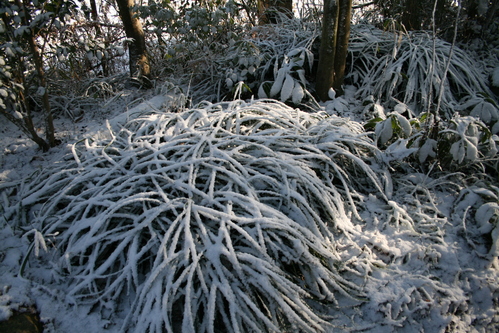 a0139007_9184522.jpg