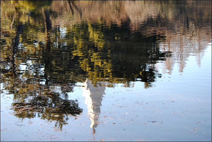 壮観です　落羽松（ラクウショウ）の気根_c0051107_1145415.jpg