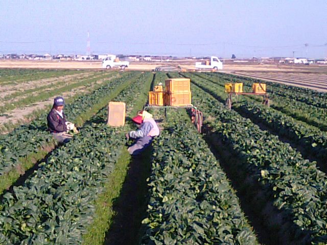 愛媛県西条市のホウレンソウは出荷の最盛期…2013・1・28_f0231709_1256046.jpg