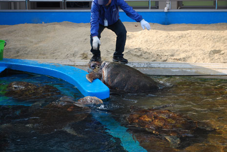 姫路市立水族館（後半）_e0251913_16125747.jpg