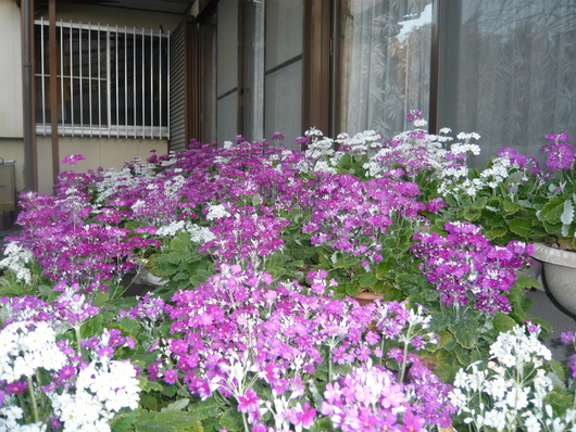 a0206332_8355210.jpg