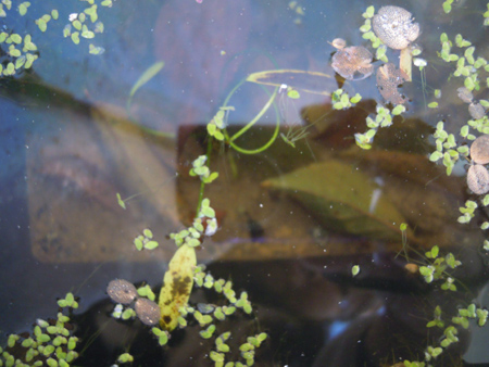 真冬の水生植物_e0097534_162912.jpg