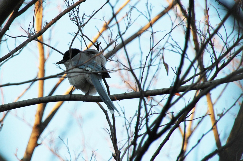 散歩道で出会った野鳥たち！！！_e0052135_22181399.jpg