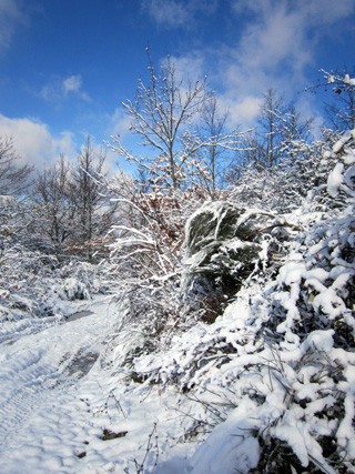 雪のラヴェルナ、カマルドリ_f0234936_734353.jpg