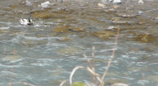 a0056140_17532054.gif