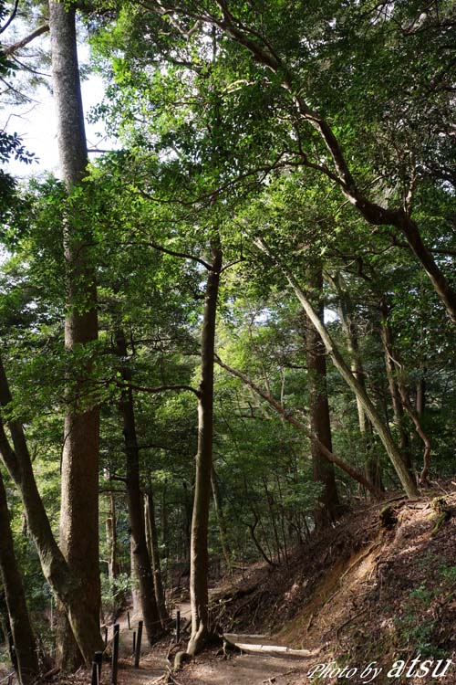 鞍馬寺へ-9(義経堂と木の根道)_d0250840_19214935.jpg