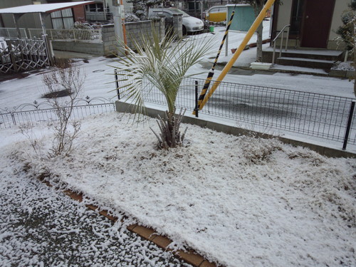 雪☆彡_e0253246_7113025.jpg