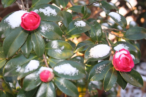 関西も雪！　麹その後_f0077662_21464316.jpg