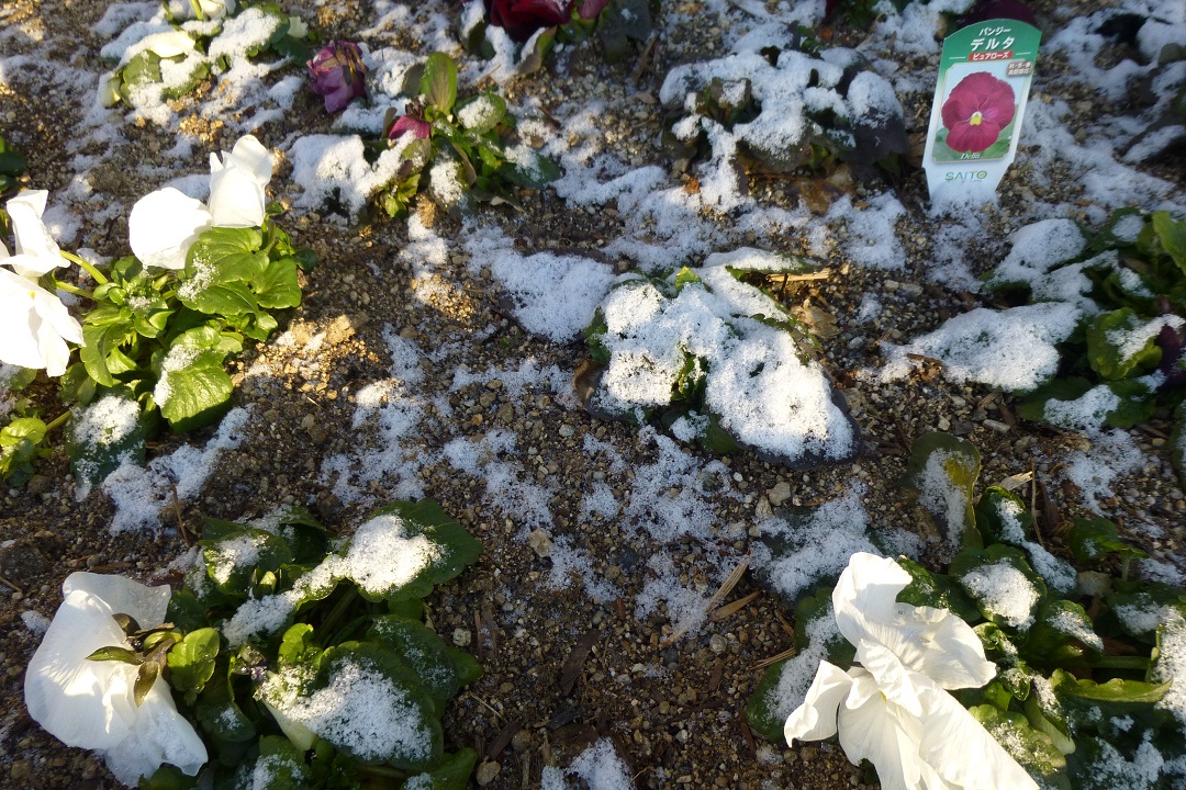 寒ーい朝でした。_f0205367_18365021.jpg