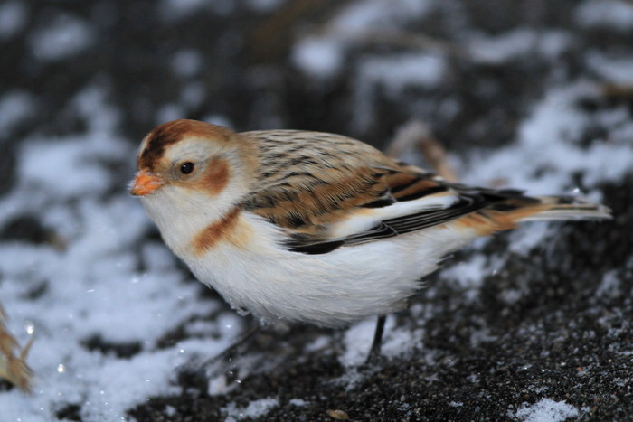 駒ケ岳山麓の・・まとも家に泊まって鳥見！_c0229170_2124784.jpg