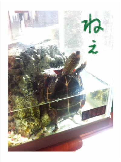 a0205596_17235128.png