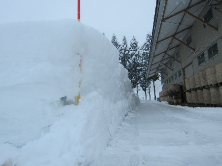 平年並みの大雪　_f0067514_10595469.jpg