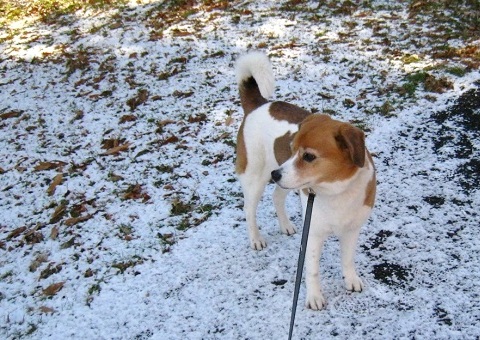 雪のち すぐピーカン_c0084117_18122234.jpg