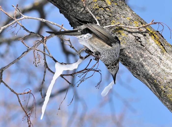 北の森から・・・エゾリスと野鳥_d0098721_1732757.jpg