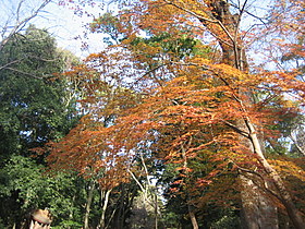 d0149223_21535576.jpg