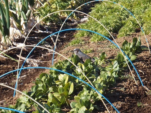 鳥の逆襲....野菜を食べ尽くすカモ達!_b0137932_21294440.jpg