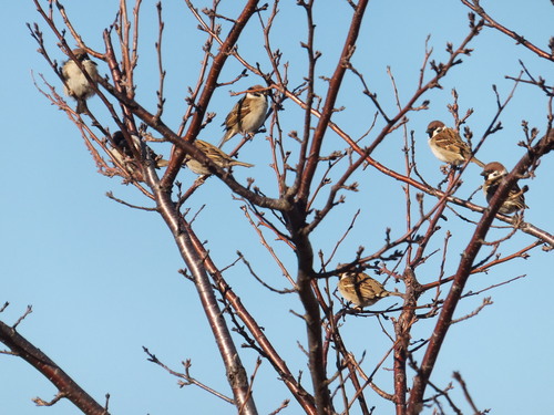 鳥の逆襲....野菜を食べ尽くすカモ達!_b0137932_2130574.jpg