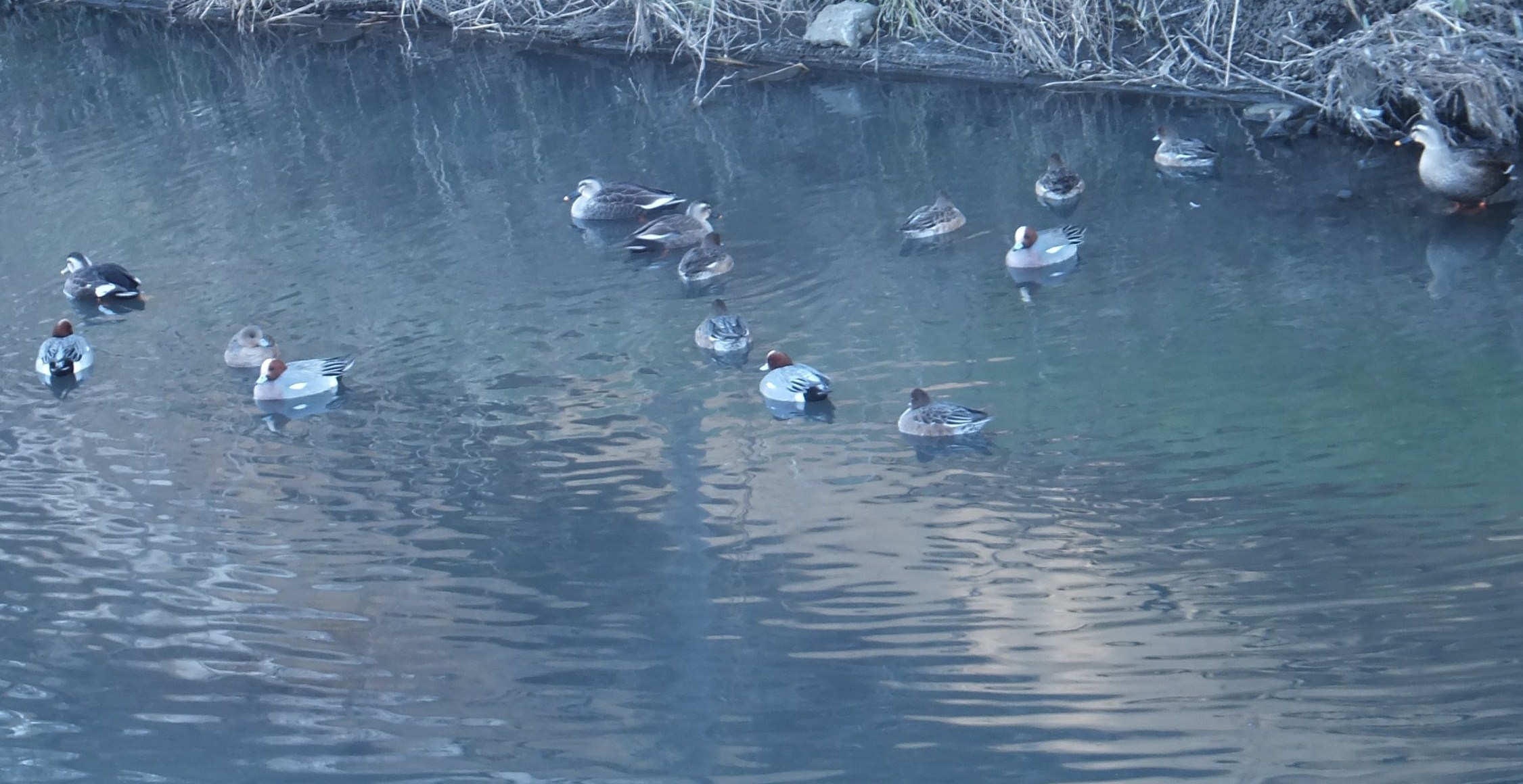 鳥の逆襲....野菜を食べ尽くすカモ達!_b0137932_2134425.jpg