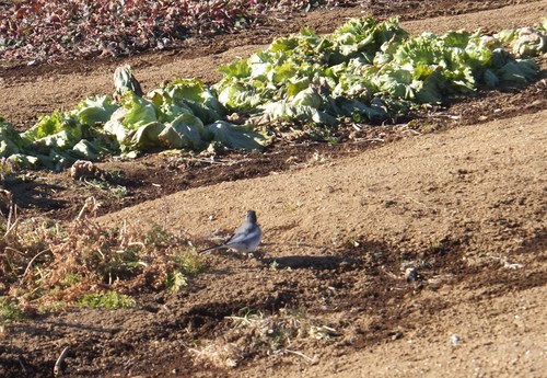 鳥の逆襲....野菜を食べ尽くすカモ達!_b0137932_2252340.jpg
